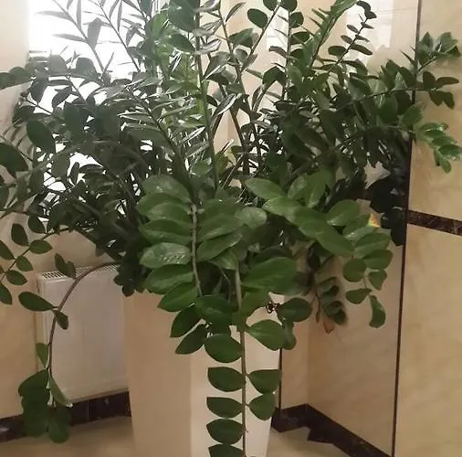 Arcadia жемчужина у моря C *